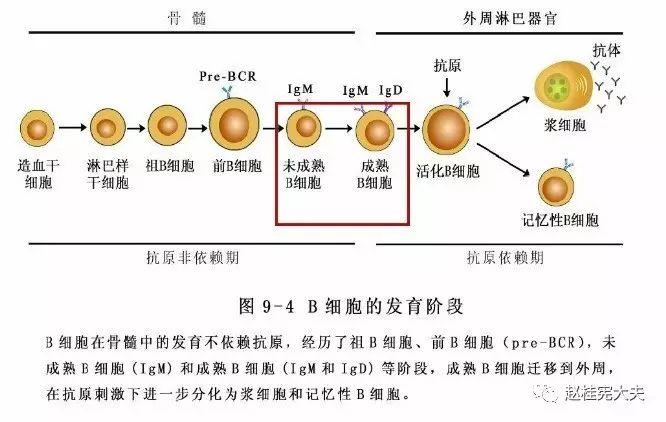 比特币bcc币是什么 - 比特币cb平台是正规的吗  第2张